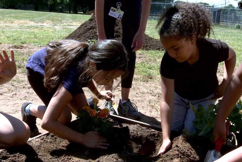 How to Measure the Success of a School Garden: Key Metrics Explained